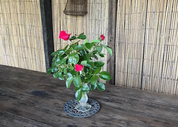 Alpehytte Pura Vida *